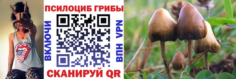 купить   Ртищево  Псилоцибиновые грибы Psilocybe 